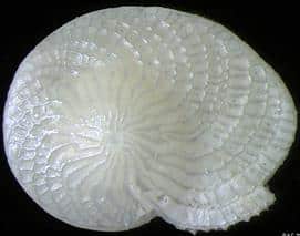 A foraminifera, a microscopic shelled unicellular organism with a spiral pattern.