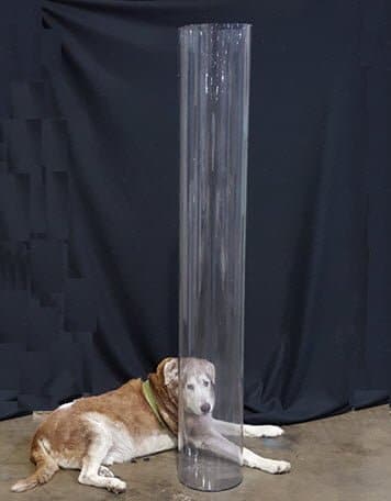 Pudge the dog next to the finished butyrate cylinder