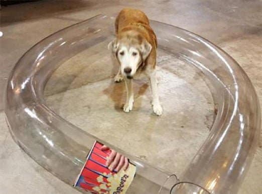 Pudge the dog inside two large ten inch diameter group 1 butyrate bends made to convey popcorn tubs