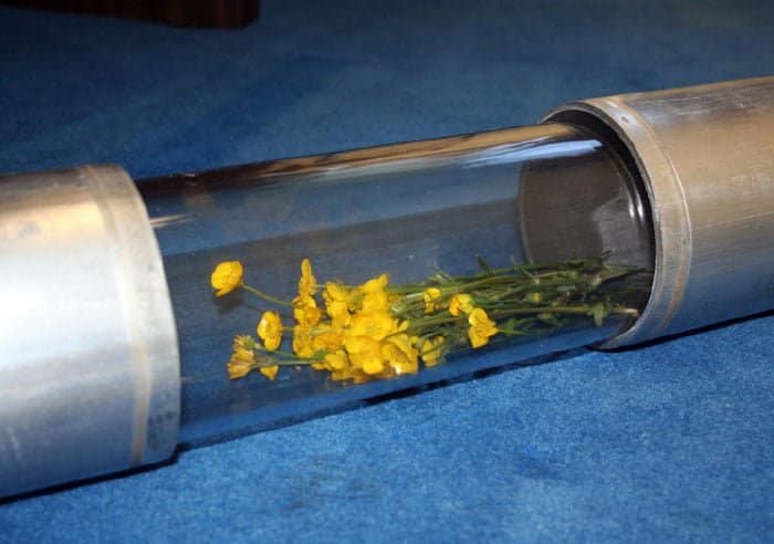 daffodils in a sight glass made from transparent butyrate plastic tubing